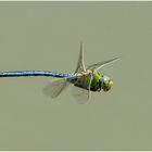 Große Königslibelle (Anax imperator) im Flug