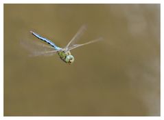 Große Königslibelle (Anax imperator) im Flug -- die zweite