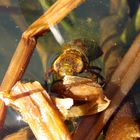 Große Königslibelle (Anax imperator), Larve ist bereit zum Schlupf