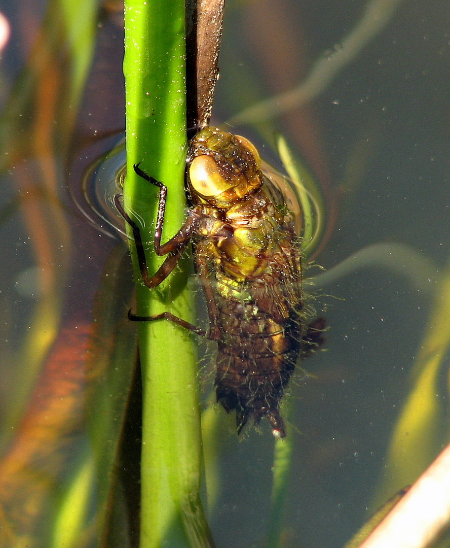  Große Königslibelle (Anax imperator), Larve verläßt das Wasser