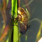  Große Königslibelle (Anax imperator), Larve verläßt das Wasser