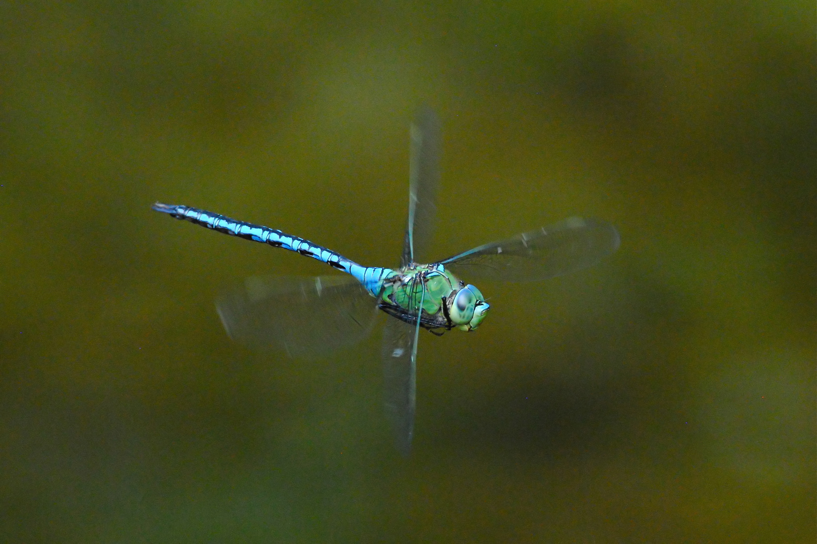 Grosse Königslibelle, Anax imperator, m