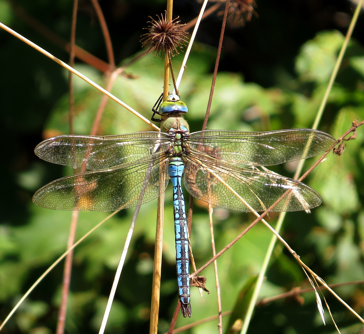 Große Königslibelle (Anax imperator), Männchen