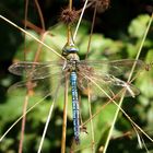 Große Königslibelle (Anax imperator), Männchen