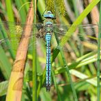 Große Königslibelle (Anax imperator) Männchen