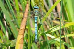 Große Königslibelle (Anax imperator) Männchen