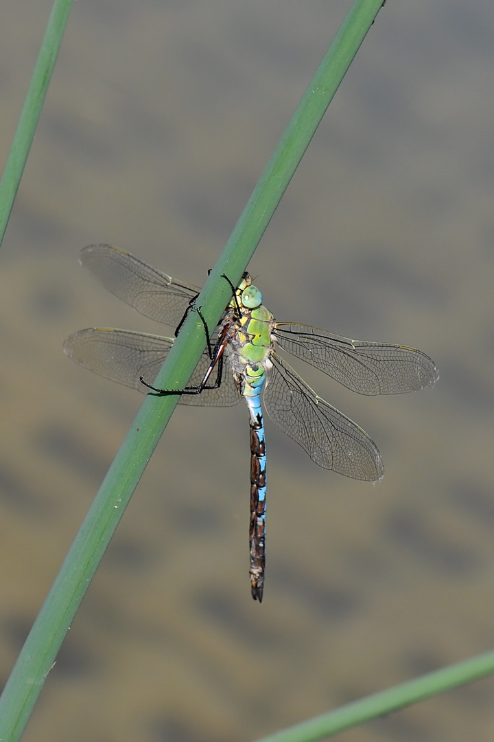 Große Königslibelle  (Anax imperator) Männchen