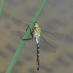 Große Königslibelle  (Anax imperator) Männchen