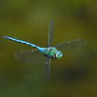 Grosse Königslibelle, Anax imperator, Männchen