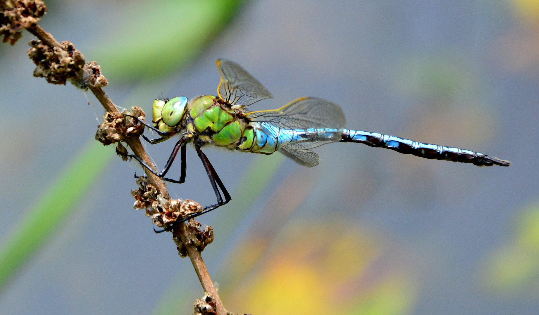 #...Große Königslibelle/ Anax imperator / Männchen......#