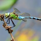 #...Große Königslibelle/ Anax imperator / Männchen......#