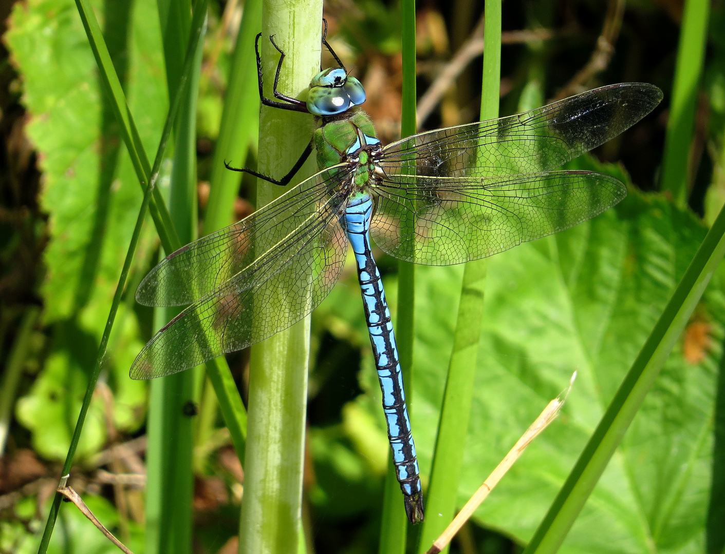 Große Königslibelle (Anax imperator) Männchen