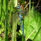 Große Königslibelle (Anax imperator) Männchen