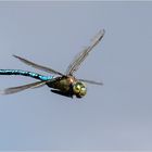 Große Königslibelle - Anax imperator - männlich im Flug