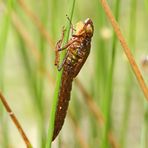 Große Königslibelle (Anax imperator) Nr.1