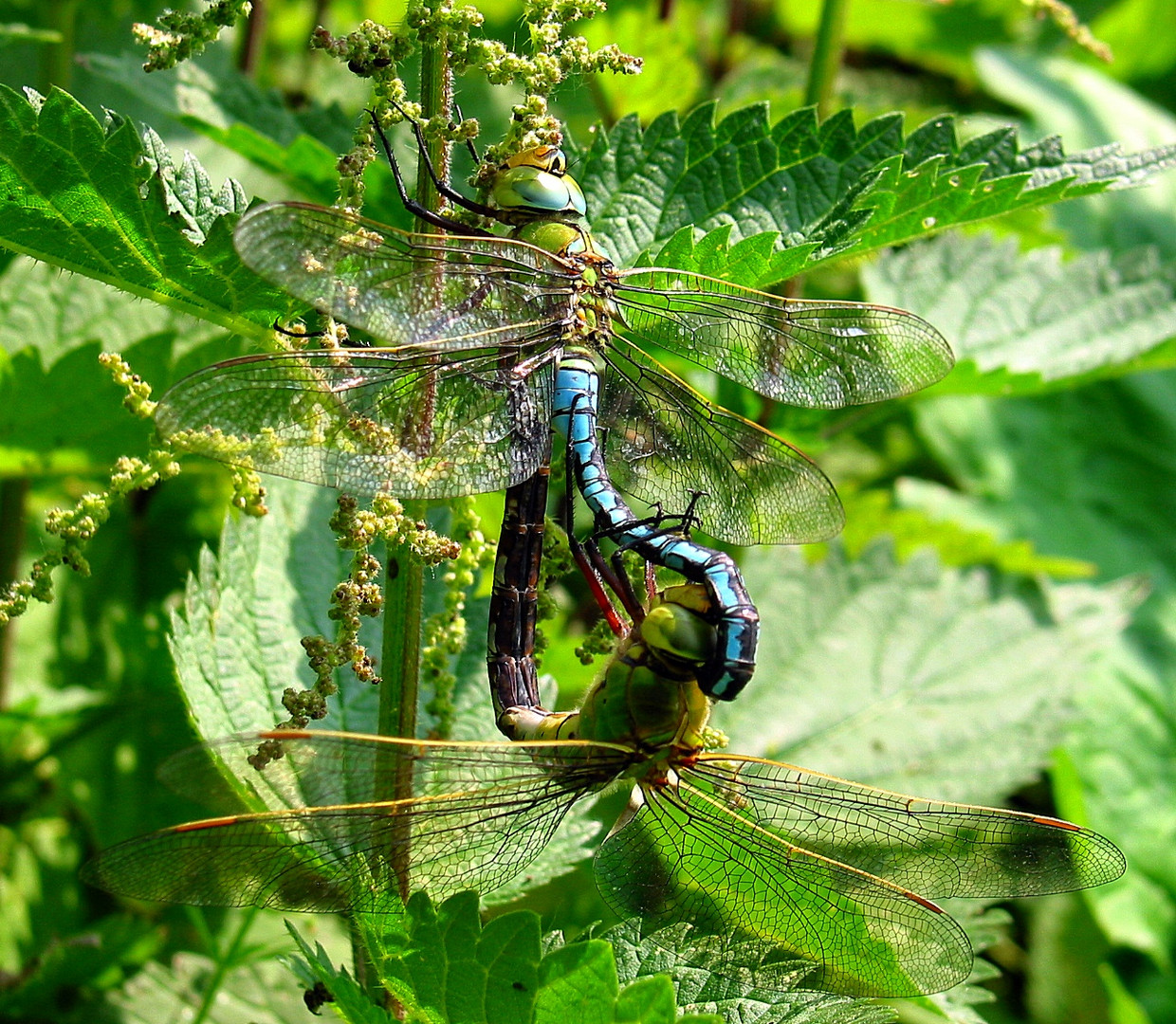 Große Königslibelle (Anax imperator), Paarungsrad 