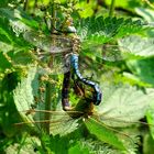 Große Königslibelle (Anax imperator), Paarungsrad 