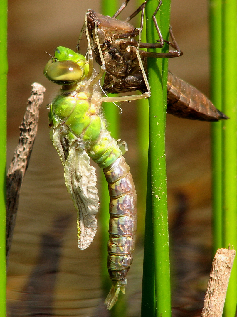 Große Königslibelle (Anax imperator), Schlupfmoment