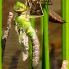 Große Königslibelle (Anax imperator), Schlupfmoment