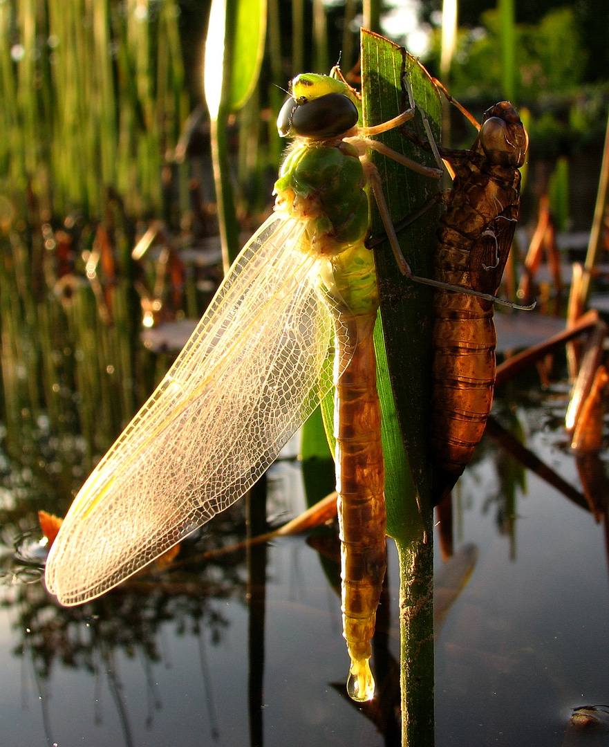 Große Königslibelle (Anax imperator), Schlupfmoment