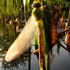 Große Königslibelle (Anax imperator), Schlupfmoment