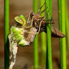 Große Königslibelle (Anax imperator), Schlupfmoment