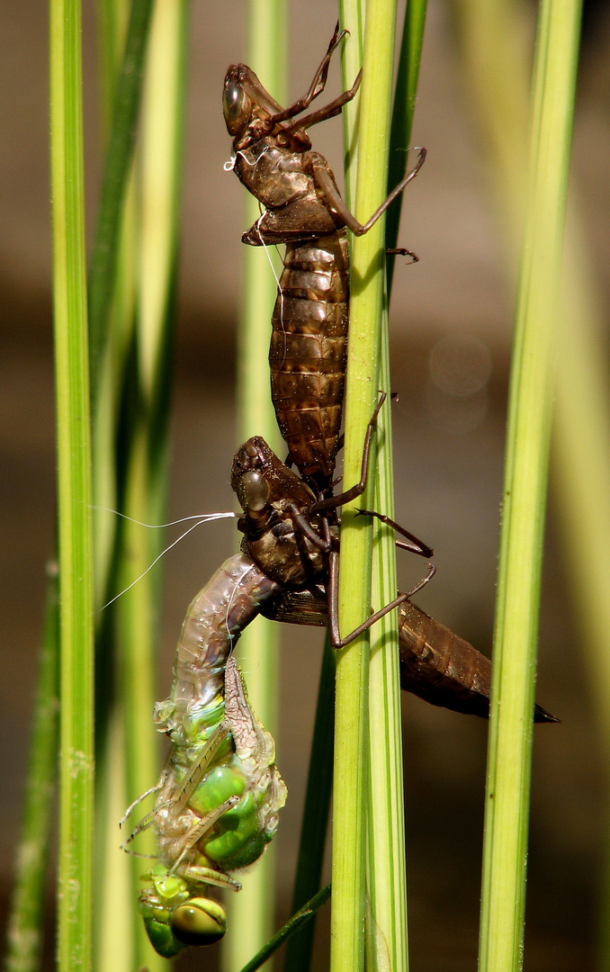 Große Königslibelle (Anax imperator), Schlupfmoment mit Exuvie