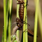 Große Königslibelle (Anax imperator), Schlupfmoment mit Exuvie