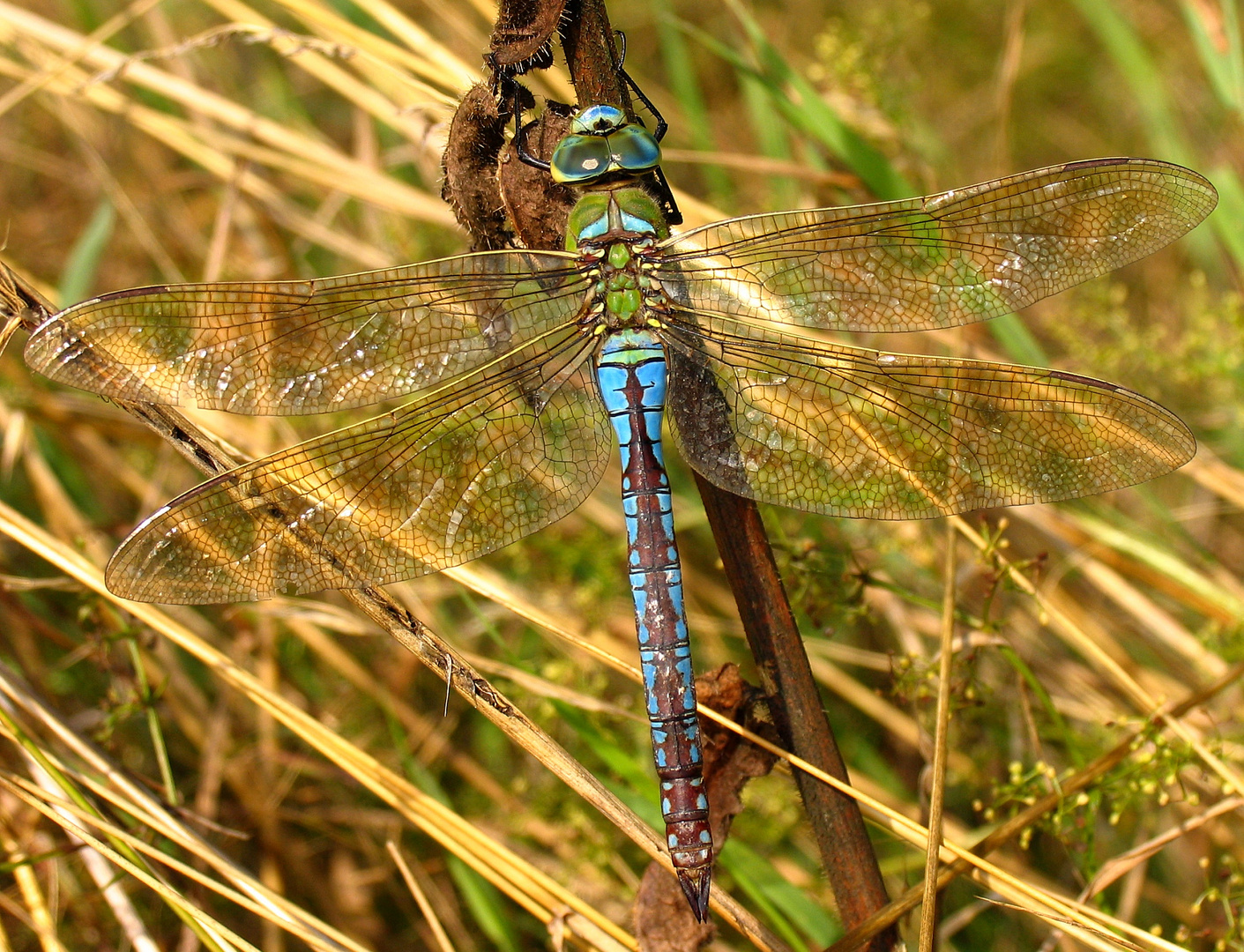 Große Königslibelle (Anax imperator), Weibchen