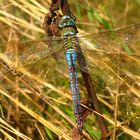 Große Königslibelle (Anax imperator), Weibchen