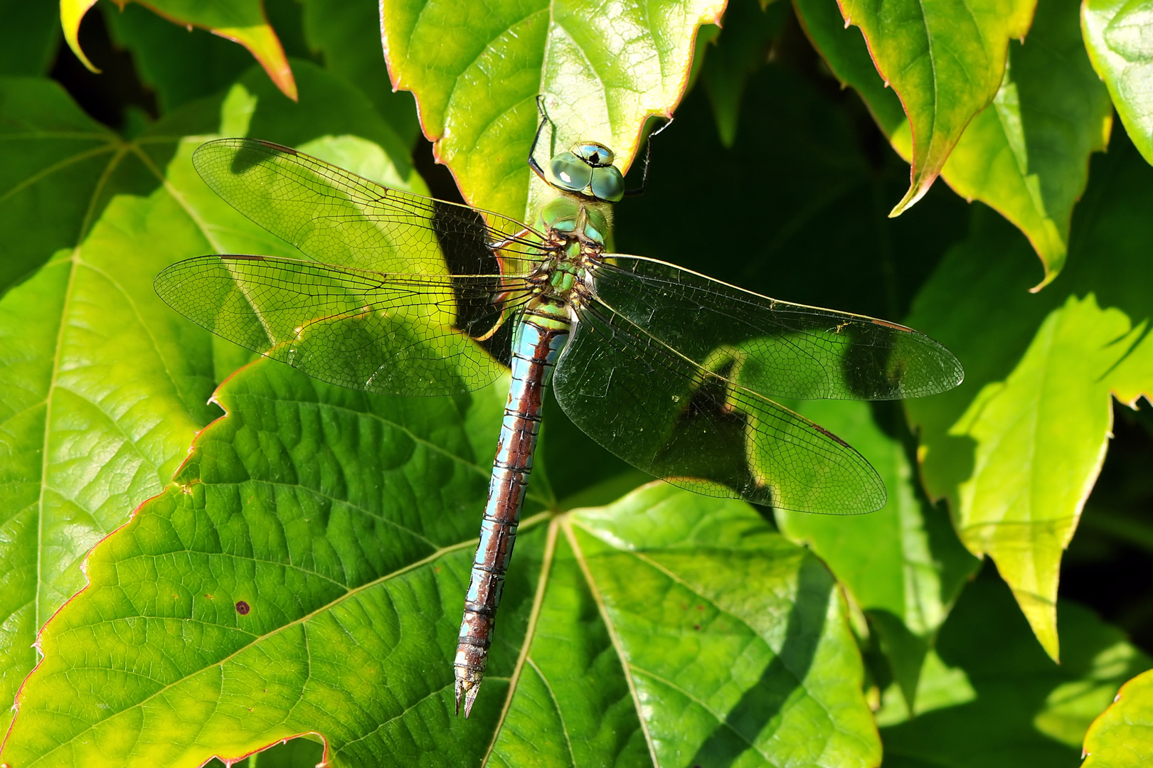 Große Königslibelle (Anax imperator) Weibchen