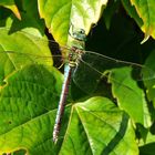 Große Königslibelle (Anax imperator) Weibchen