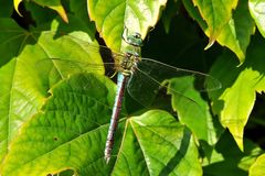 Große Königslibelle (Anax imperator) Weibchen