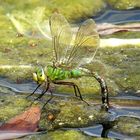 Große Königslibelle (Anax imperator), Weibchen bei der Eiablage