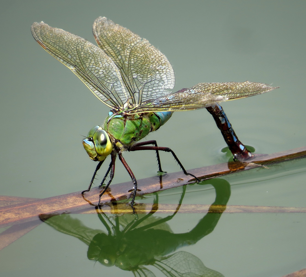 Große Königslibelle (Anax imperator), Weibchen bei der Eiablage