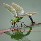 Große Königslibelle (Anax imperator), Weibchen bei der Eiablage