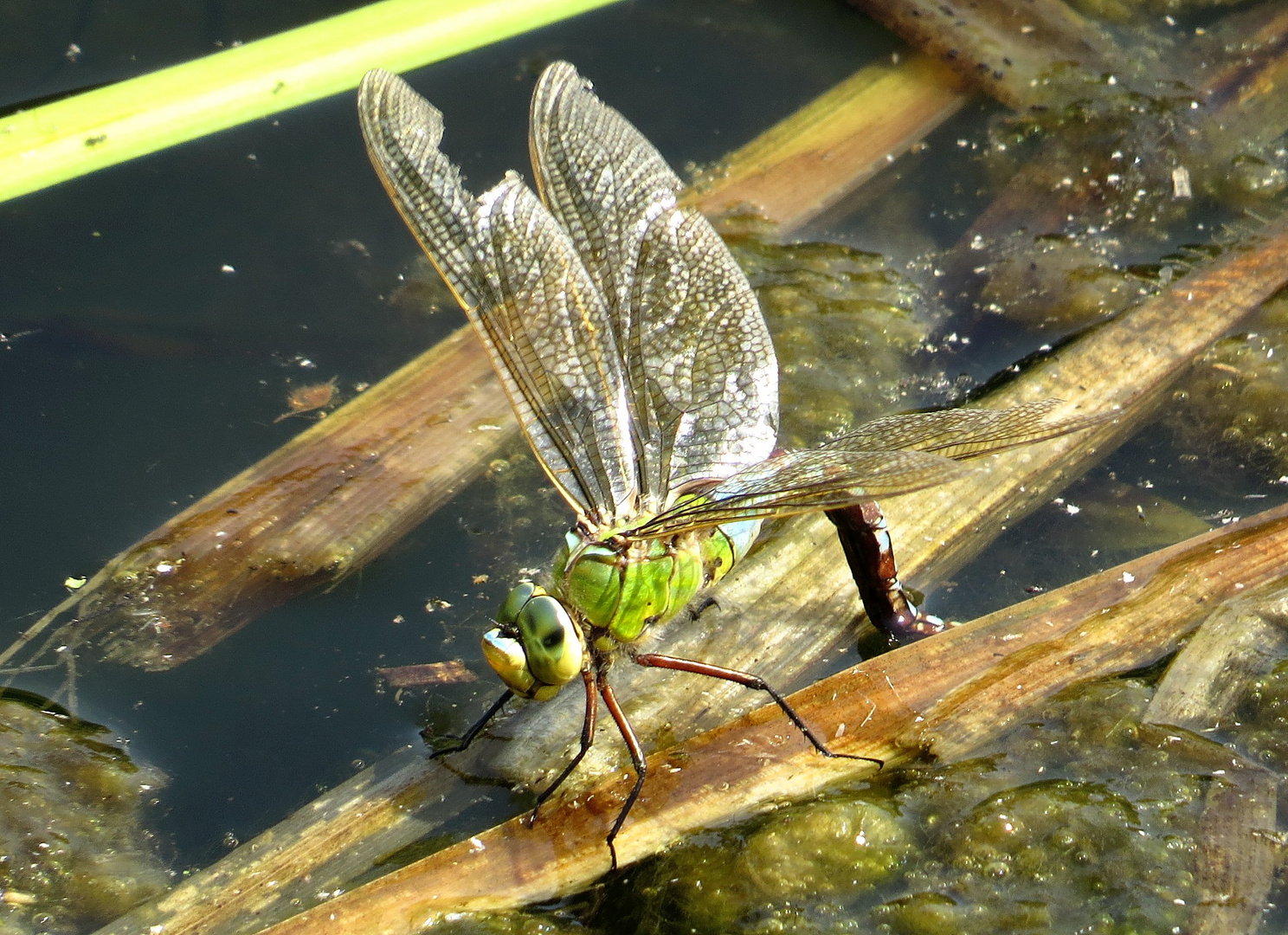 Große Königslibelle (Anax imperator), Weibchen bei der Eiablage