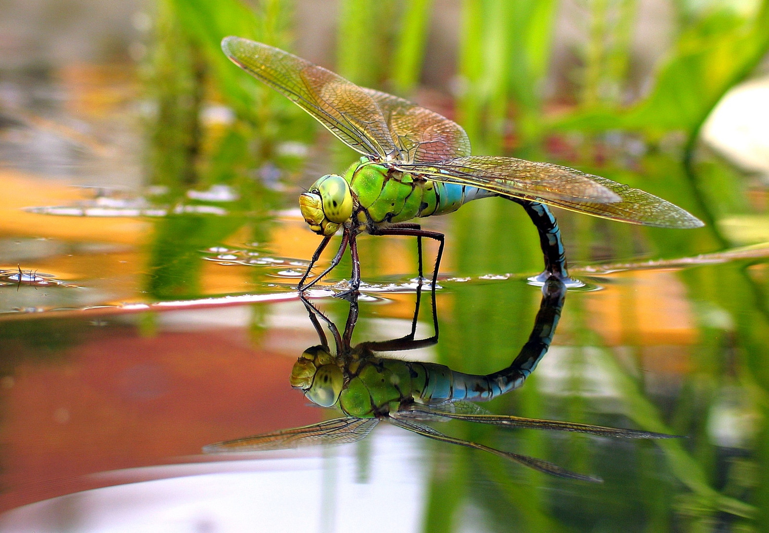 Große Königslibelle (Anax imperator), Weibchen bei der Eiablage