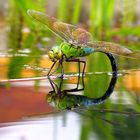 Große Königslibelle (Anax imperator), Weibchen bei der Eiablage