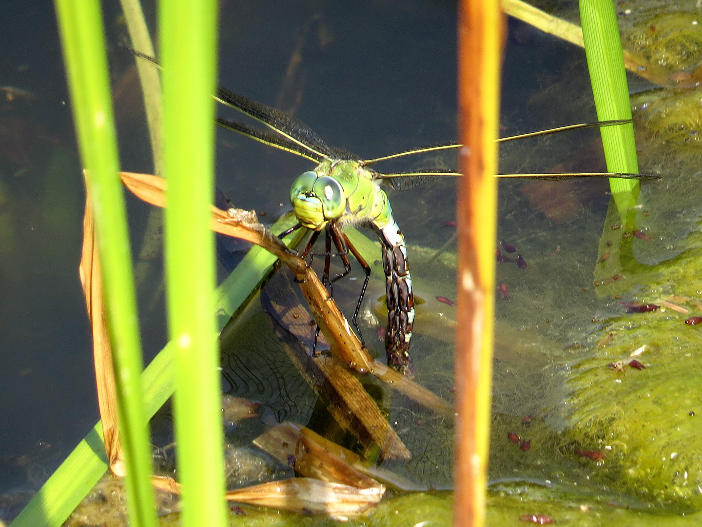 Große Königslibelle (Anax imperator), Weibchen bei der Eiablage