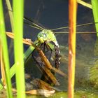 Große Königslibelle (Anax imperator), Weibchen bei der Eiablage