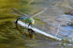 Große Königslibelle (Anax imperator) Weibchen bei der Eiablage