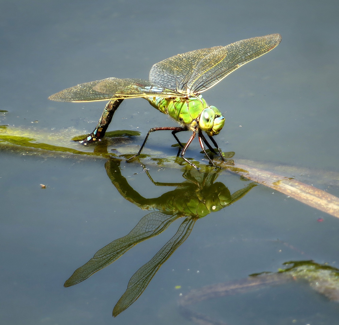 Große Königslibelle (Anax imperator), Weibchen bei der Eiablage