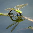 Große Königslibelle (Anax imperator), Weibchen bei der Eiablage