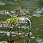 Große Königslibelle-Anax imperator / Weibchen