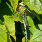 Große Königslibelle (Anax imperator) Weibchen Profil