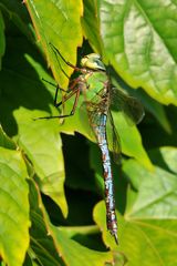 Große Königslibelle (Anax imperator) Weibchen Profil