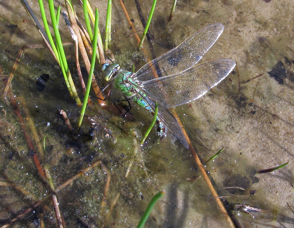 Große Königslibelle