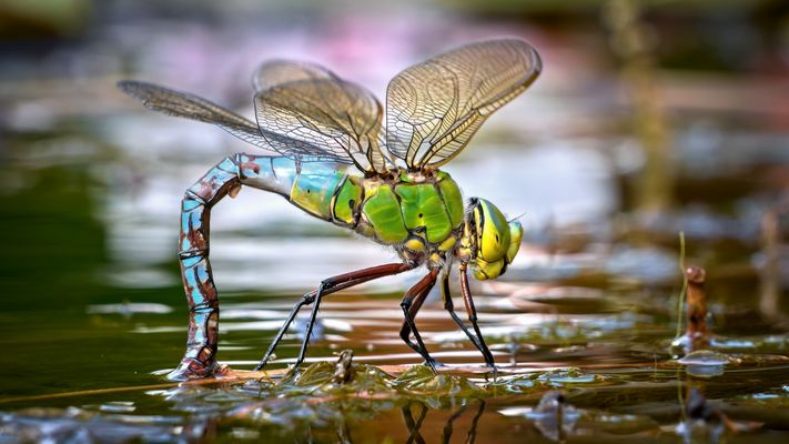 Grosse Königslibelle
