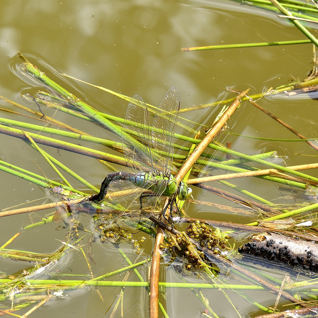 Große Königslibelle bei der Eiablage